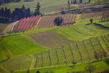 Fototapeta na wymiar Paesaggio di primavera in Emilia Romagna
