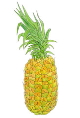 Watercolor Pineapple on white background