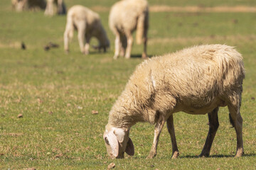 Obraz premium High angle view of a sheep eating against green grass. Copy space.