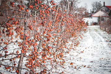 Winter orchard specific to Quebec terroir Apple Ice Cider 