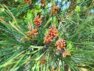 Blooming pine close-up. Yellow pine pollen. Little green cones.