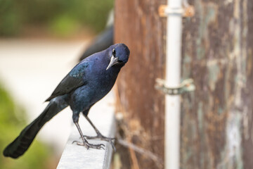 Great-tailed Grackle (male) sits on a fence.