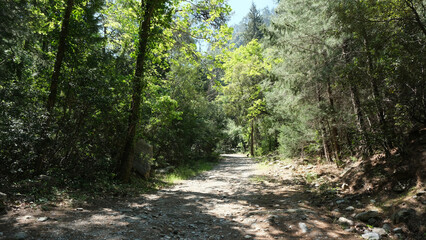 a beautiful path in the forest, pathway in the woods