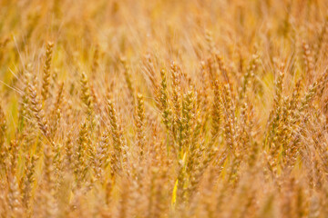 収穫間近の麦畑