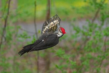 Pileated woodpecker hanging upside down from suet feeder near forest
