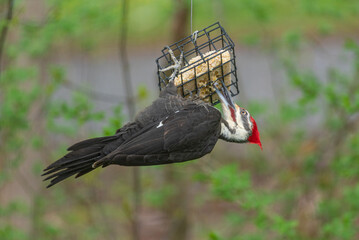 Pileated woodpecker hanging upside down from suet feeder near forest