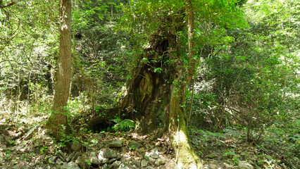 trees and leaves in the forest