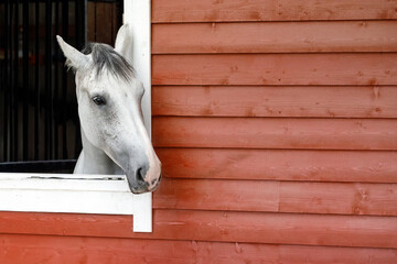 The white - gray horse is looking out the window. The exterior of the horse stable is made of brown...