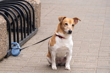 The little dog is waiting for its owner. The dog is tied up at the entrance to the store. The...