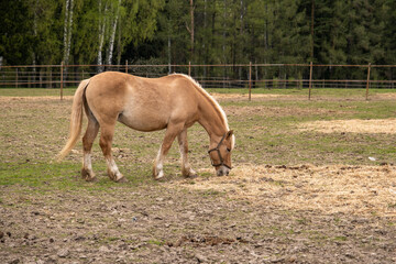 Naklejka na ściany i meble A lone palomino horse grazes in a paddock. Early spring, small shoots of grass. The horse has a green bridle