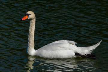 The swan swims beautifully on the lake