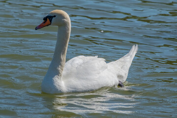 The swan swims beautifully on the lake