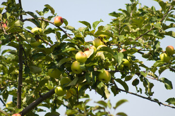 Closeup of green apples fruits on tree with blue sky on background