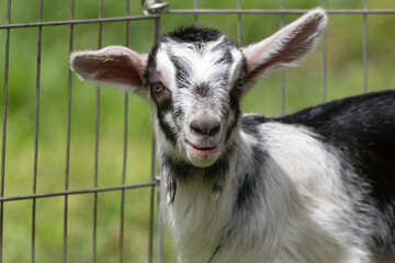 A baby goat somewhere on a farm