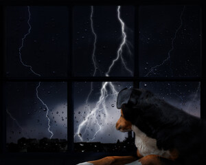 The dog is afraid of thunderstorms