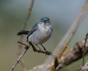 Blue Gray Gnatcatcher