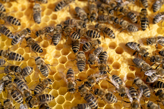 Fleißige Bienen arbeiten in ihrem Bienenstock. 
