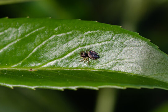 Heliophanus cupreus - Copper sun jumper - Saltique cuivr&eacute;e