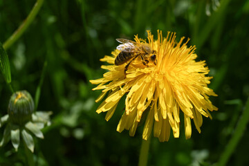 ape fiore