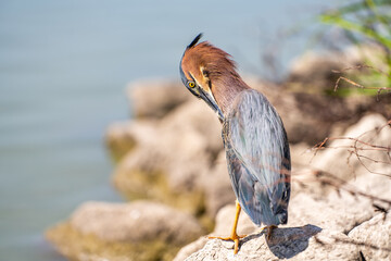 Green heron (Butorides striatus) stands on the shore of the lake and brushing its feathers.