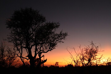 Fototapeta na wymiar Sunrise at Kruger National Park