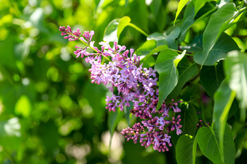 Lilac flowers. Floral background. Greeting card