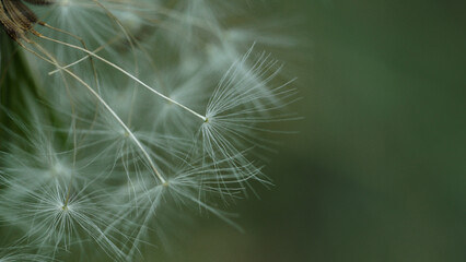 dandelion seed head abstract background.  Shallow depth of field.