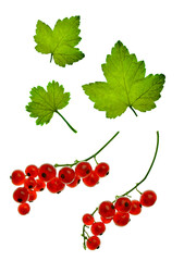 Red currant berries with leaves, isolated on white, without shadow. Close-up. Summer season. organic product.