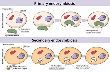 Process of primary and secondary endosymbiosis. Cell engulfs and absorbs a prokaryotic cell. Secondary endosymbiosis occurs when a eukaryotic cell engulfs and absorbs another eukaryotic cell.