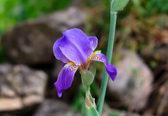 Wild Iris Mesopotamian (lat.- Iris mesopotamica)