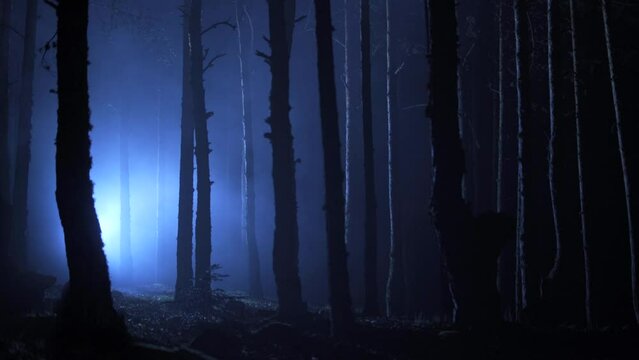 Night foggy forest.
Silhouette of trees in night forest, foggy and spooky.
