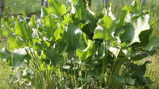 Green foliage of Horseradish (Armoracia rusticana, syn. Cochlearia armoracia) plant in garden