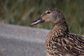 Mallard Duck Adult Female Portrait looking Left