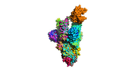 SARS-CoV-2 Omicron Spike protein with human ACE2 receptor