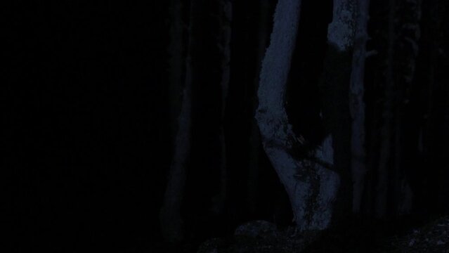 Man walking in the forest in the dark.  Man walking in the forest in the dark. He's got a pickaxe.