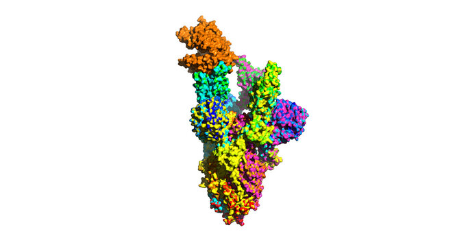 SARS-CoV-2 Omicron Spike Protein With Human ACE2 Receptor