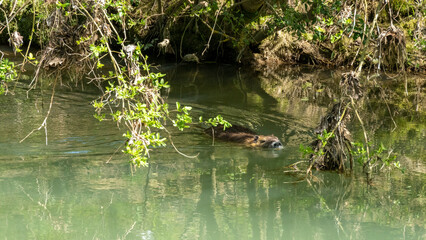 Nutria swimming in a short of water, on a beautiful spring day