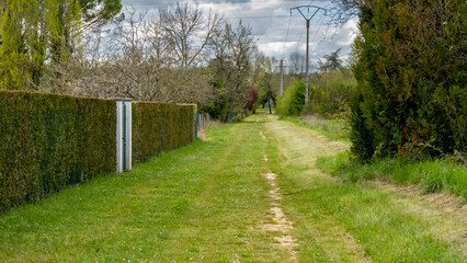 Grassy path, hedge on the side and tree in the distance, on a cloudy day