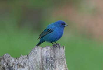 An Indigo Bunting is at our bird feeder in Windsor in Upstate NY.  Brith blue bird eating seed.