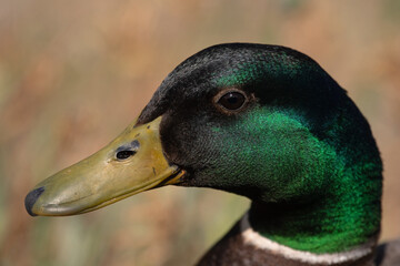 Mallard Male Adult Duck Portrait Close Up