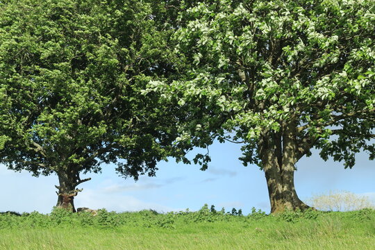 Blackthorn and Whitebeam trees in side-by-side, inn blossom with brances intertwined in field on farmland in rural Ireland