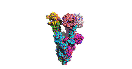 SARS-CoV-2 Omicron mutant spike protein bound to human ACE2 receptor