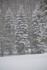 snow covered trees