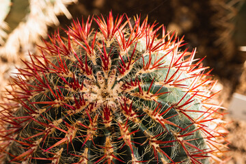 Cactus Echinocactus grusonii with red needles
