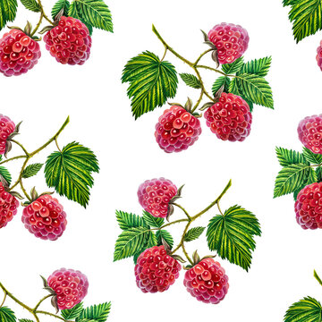 Raspberry. Pattern with raspberry branches, berries and leaves. Watercolor illustration. On a white background.