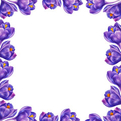 Crocus blue. Frame on a white background. Watercolor illustration. spring flowers. Invitation, wedding card, birthday.