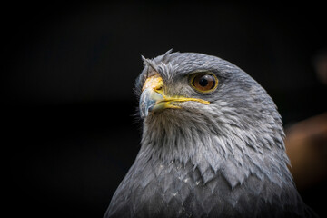 Chilean blue eagle