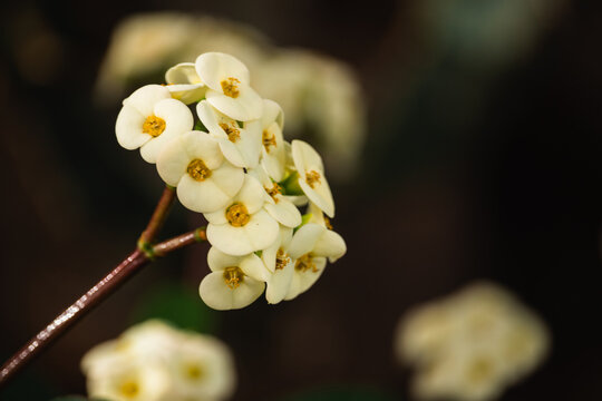 Euphorbia milii White Flower Crown of Thorns Christ Plant White flowers