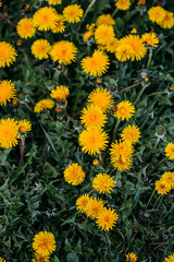 field of daisies. natural podium 