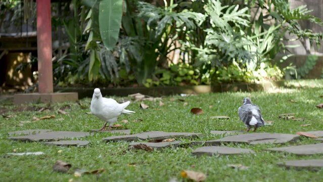 The front view of the Batu Pigeon face is face to face. The rock pigeons thronged the square, subsisting on leftover food and rations from the owners.